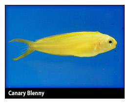 canaryblenny.jpg