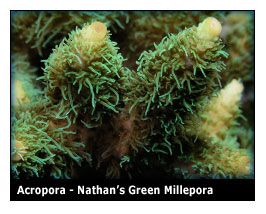 nathans_green_millepora.jpg