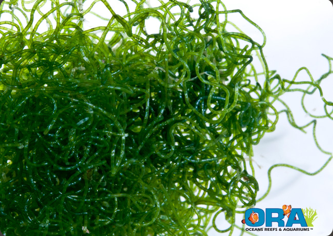Chaetomorpha
