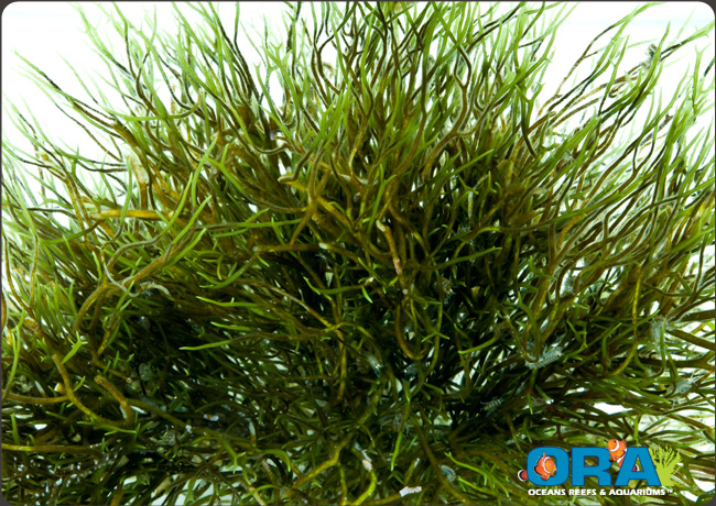 Green Gracilaria