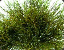 ORA Algae 