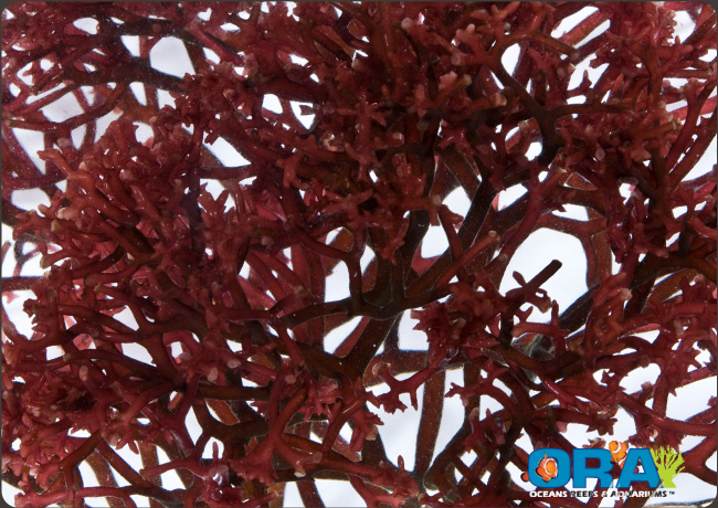 Red Gracilaria