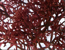 ORA Red Gracilaria