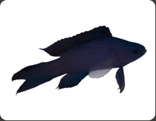 ORA Blue Assessor (A. macneilli)
