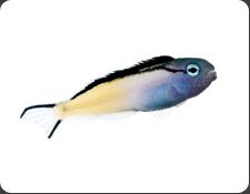 ORA Blackline Blenny (M. nigrolineatus)