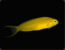 ORA Canary Blenny (M. oualanensis)