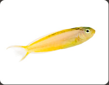 ORA Canary Hybrid Blenny  (M. oualanensis x M. nigrolineatus)