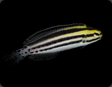 ORA Striped Blenny (M. grammistes)