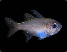 ORA Blue Streak Cardinal <br />(<em>Z. leptacantha</em>)