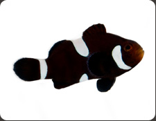 ORA Misbar Black Ocellaris (A. ocellaris)