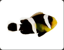 ORA Black Saddleback (A. polymnus)