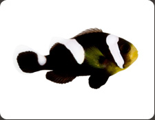 ORA Black Saddleback Misbar (A. polymnus)