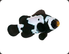 ORA Black Snowflake (A. ocellaris)