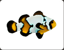 ORA Fish