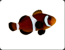 ORA Caramel Ocellaris (A. ocellaris)