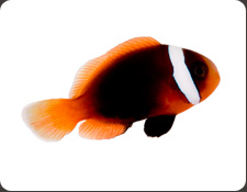 ORA Cinnamon (A. melanopus)