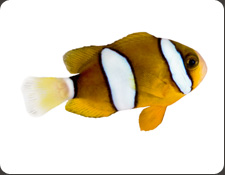 ORA Clarkii (A. clarkii)