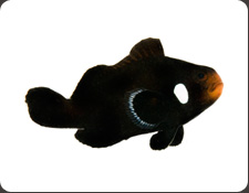 ORA Domino (A. ocellaris)