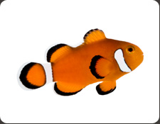 ORA Extreme Misbar Ocellaris (A. ocellaris)