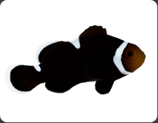 ORA Extreme Misbar Black Ocellaris (A. ocellaris)