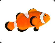 ORA Misbar Ocellaris (A. ocellaris)