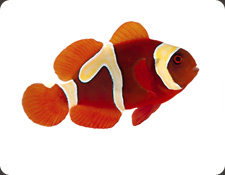 ORA Goldflake Maroon (P. biaculeatus)