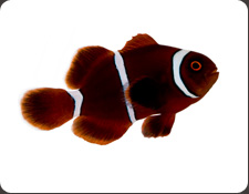 ORA Gold Stripe Maroon (P. biaculeatus)