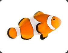 ORA Ocellaris (A. ocellaris)
