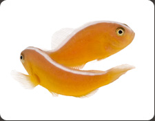 ORA Orange Skunk (A. sandaracinos)