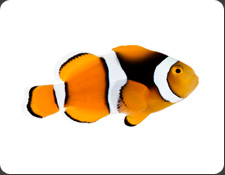 ORA Percula (A. percula)