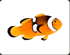 ORA Percula Misbar (A. percula)