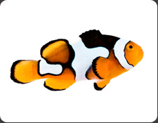 ORA Picasso (A. percula)