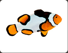 ORA Premium Picasso (A. percula)
