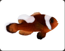 ORA Saddleback (A. polymnus)