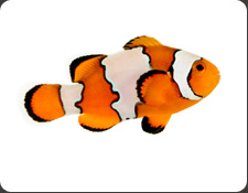 ORA Snowflake (A. ocellaris)