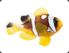 ORA Spotcintus (A. bicinctus)