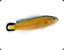 ORA Black Margin Dottyback (P. tapeinosoma)