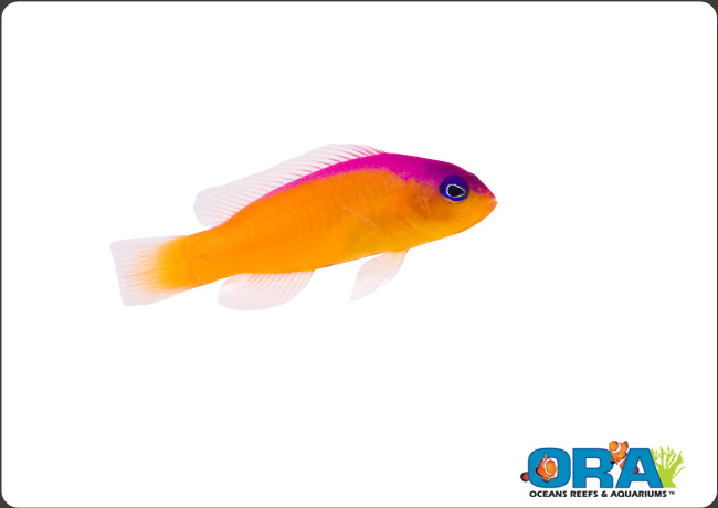pictichromis diadema