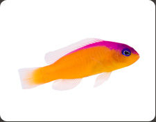 ORA Diadema Dottyback (P. diadema)