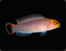 ORA Elongate Dottyback (P. elongatus)