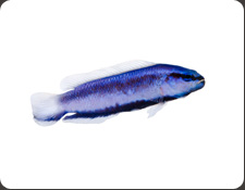 ORA Indigo Dottyback (P. fridmani x sankeyi)