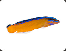 ORA Neon Dottyback (P. aldabraensis)