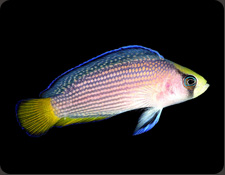 ORA Splendid Dottyback (M. splendens)