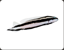 ORA Striped Dottyback (P. sankeyi)