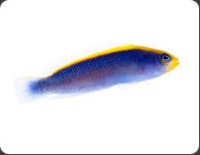 ORA Sunrise Dottyback (P. flavivertex)