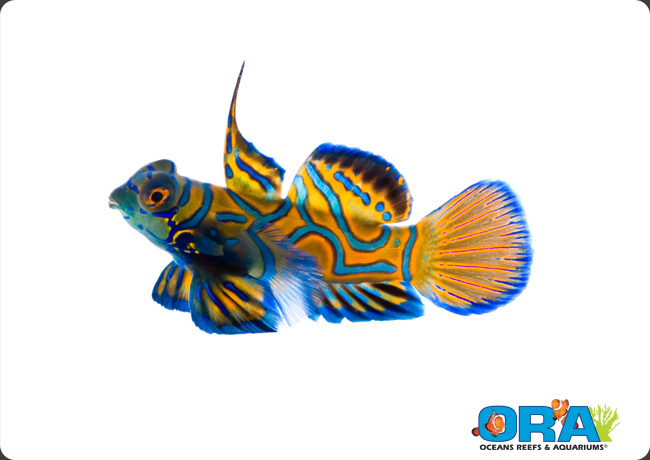 Blue Mandarin