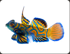ORA Blue Mandarin (S. splendidus)