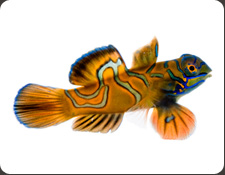 ORA Red Mandarin (S. splendidus)