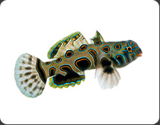 ORA Spotted Mandarin (S. picturatus)