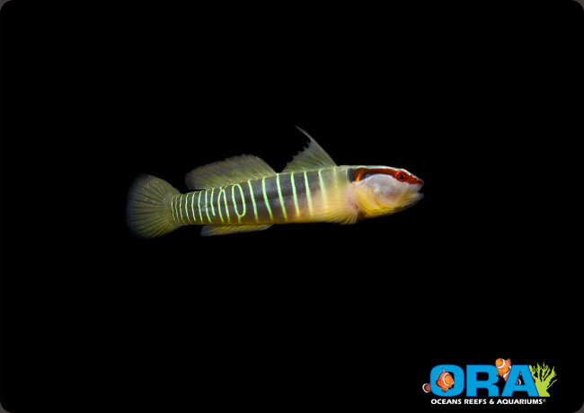 Greenbanded
